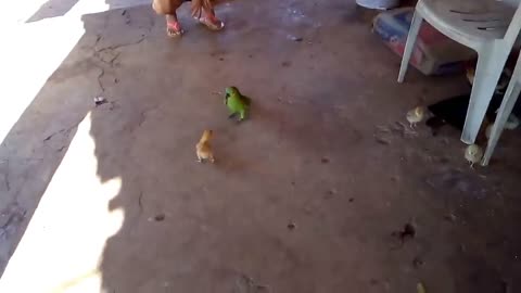 fight chick!