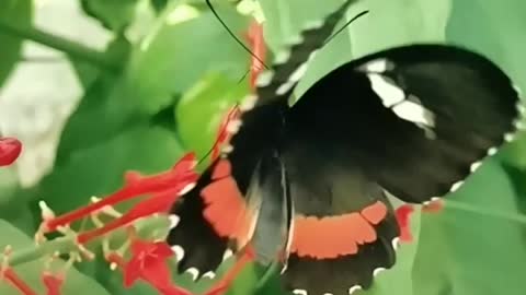 Amazing butterfly Slow motion