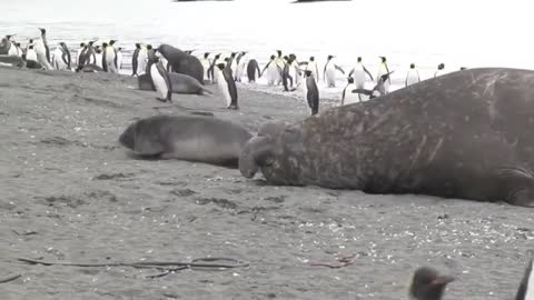 A seal escaping from the sea