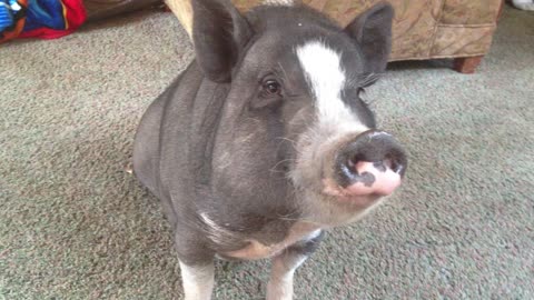 Lola the mini pig works on her table manners