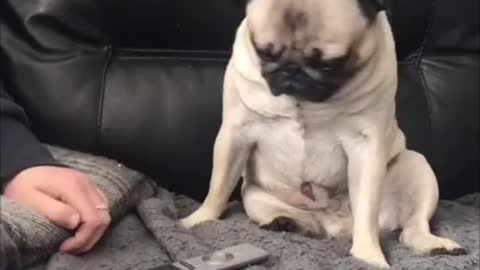 Funniest and Cutest Pug Dog Compilation (cute dogs in tiktok)