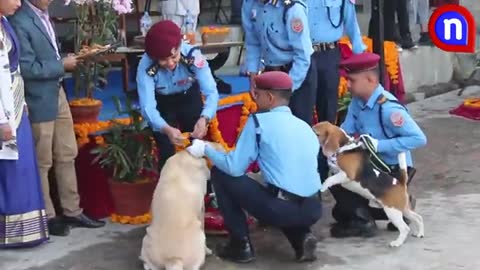 Dog festival kukur tihar Kathmandu nepal