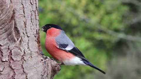 Most Beautiful Birds