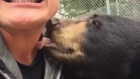 Friendly bear can't stop licking caretaker