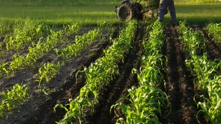 Cultivating Corn with David Bradley