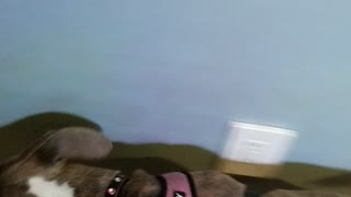 Pitbull mix first time doggy door