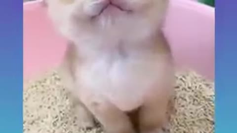 Cute little cat sounds funny