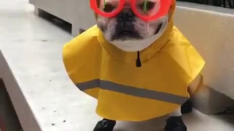 Funny small dog with sunglas