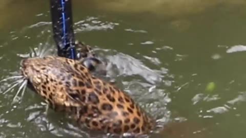 Quick and Safe Rescue Operation for a Leopard Trapped in Distress