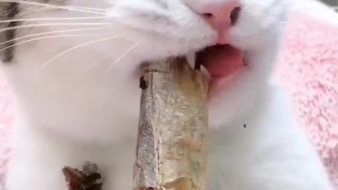 cat eats fish