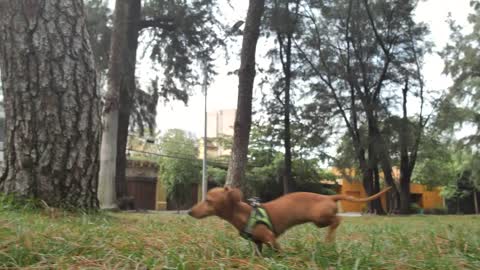 Dachshund dog running through a park to reach its owner