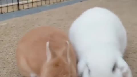 cute bunnies eating