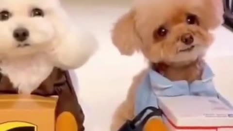 Cute DOG and Funny ANIMALS Videos Compilation 2021 ompilation (2021)