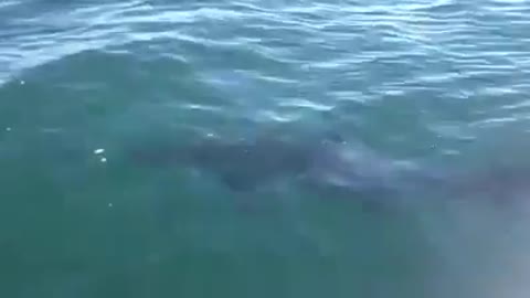 This a Great White Shark??