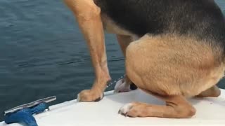 Dog can pee off of the boat