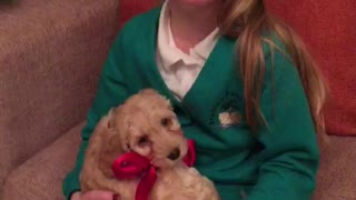 New Puppy Christmas Surprise