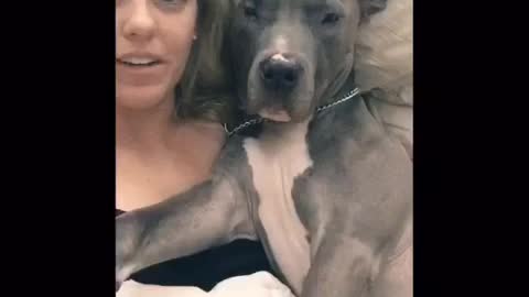 Cutest Tired Pit bull