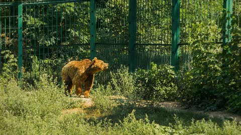 Brawn bear walking in his area at zoo