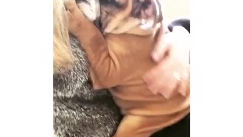 Bulldog puppy loves to cuddle