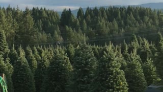 Christmas Tree Helicopter Harvest