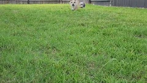 Zoom Zoom Zoomies with my Corgi Puppy! 🐶❤️