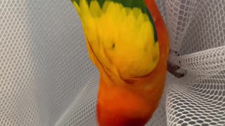 Parrot mumbles under breath