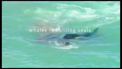 Whales are hunting seals by technique.