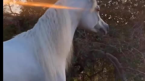 Beautiful horse video || horse lovers || amazing horse video