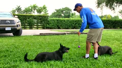 Dog Training Video 🐶 Cute Dog Video for Training