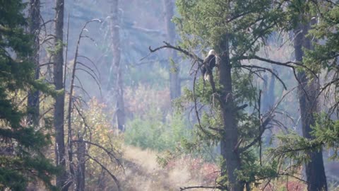 a beautiful bald eagle in tree over a river through smoke from a fire