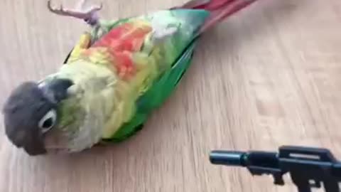 amazing parrot video