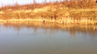 Cute dog plays fetch on frozen lake