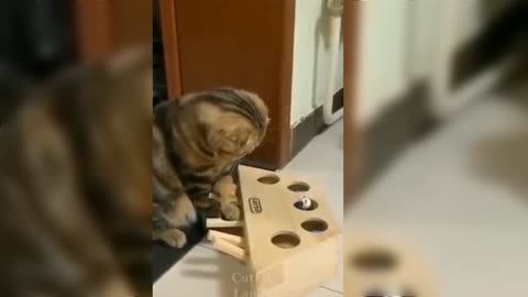 Cute Cat With Toys