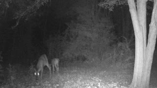 Injured doe has a fawn.