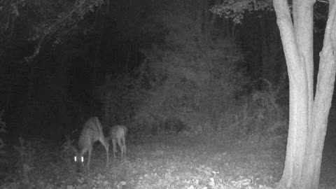 Injured doe has a fawn.