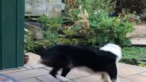 Excited Border Collie Spins for Fish Feeding