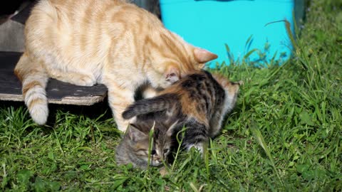 Cute Cat Kittens And Their Mom