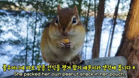 Why Chipmunk Wally Lets Me Pat Her With Empty Hands