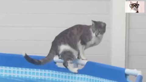 Mira estos gatitos cómo van al agua