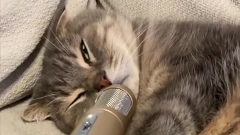 Cat snore while the mic put near in his mouth