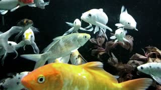 Koi carp fish slow motion