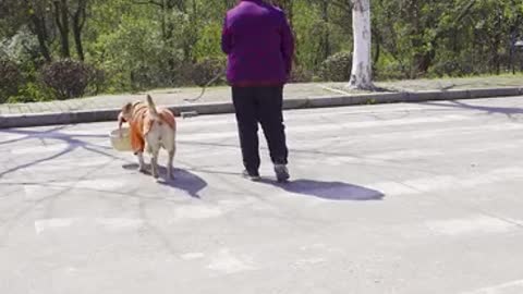 The dog led grandma across the road