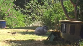 Bunny and Bird Have Unlikely Friendship