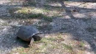 Florida Gopher Tortoise heads home to his 'gated' burrow