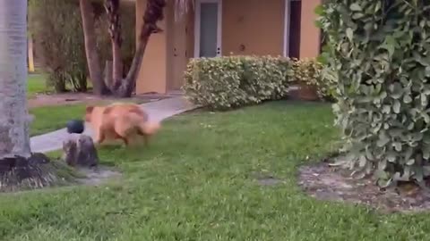 Glorious Golden Struggles with Fetch