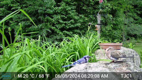 Blue Jay vs Mourning Dove