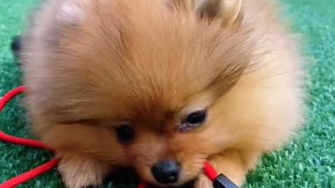 Funny and Cute Pomeranian Cute Animals and Pets