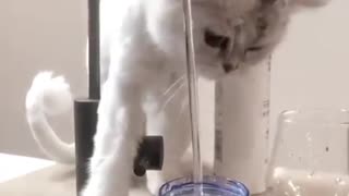 Cat confused