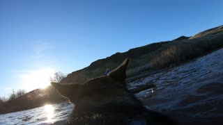 GoPro on dog captures her fetching stick in river