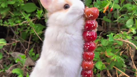 The little bunny got stuck to candied hawthorn.